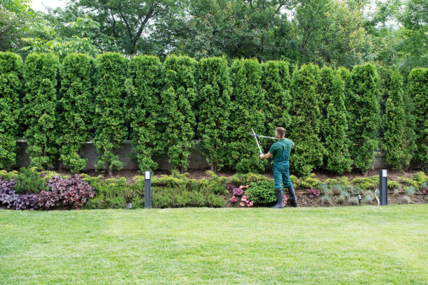 Trusted South Chicago Heights, IL  Tree Services Experts