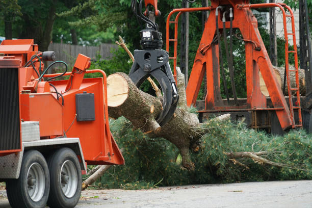 Tree and Shrub Care in South Chicago Heights, IL